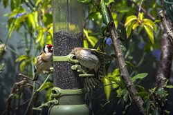 How can I attract goldfinches into my garden?