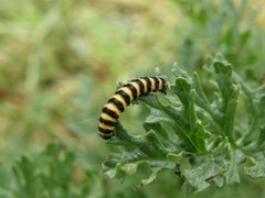Cinnabar caterpillar, Syderstone Common, Graham Hope