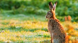 Brown hare, photo by Mark Ollett