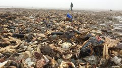 2018-03-05  Mass marine death along North