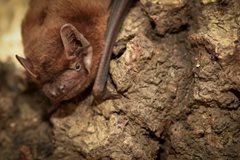 Wildlife in Common - bats