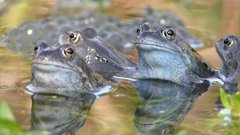 Wildlife in Common - Frogs and Toads