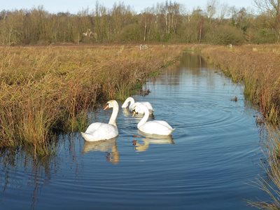 Mute swans on the path, by Chis Durdin
