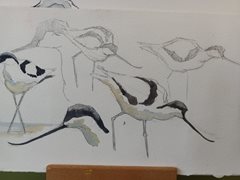 2023-12-02 Sketching Birds in the Field w