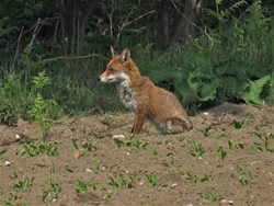 Foxes living in my garden, what should I do?