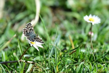 Birds, bees, and butterflies suffer as Brexit farming promises broken today