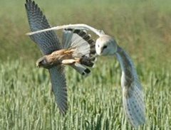 Barn Owl vs kestrel photo by Brian McFarlane