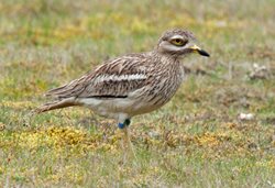 Where and when can I see stone curlews?