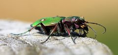 Wildlife in Common - green tiger beetle