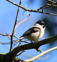 How can I tell whether I have a marsh tit or a willow tit visiting my feeder? 