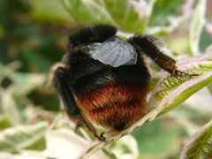 Red tailed bumble bee, Sheringham, Les Fisher
