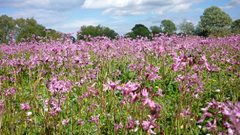 Ragged robin at Earsham by Andrew Atterwill