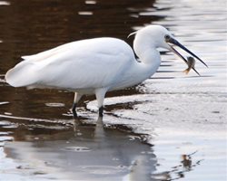 What was the all white heron I saw in Norfolk?
