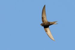 Is it true that swifts can sleep when they are flying?