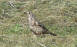 What is the difference between a song thrush and a mistle thrush?