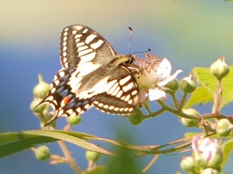 Discover Norfolk's wildlife, from our majestic marsh harriers to stunning swallowtail butterflies

