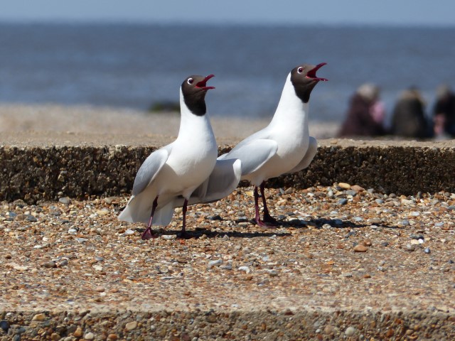 Black-headed gull - Norfolk Wildlife Trust