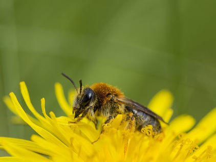 British Sugar fails to deliver on 3-year plan to end use of banned neonicotinoids