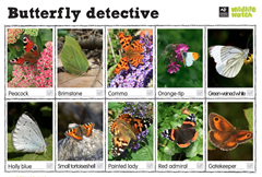 Butterfly detective