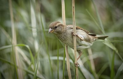 House sparrow, by Elizabeth Dack