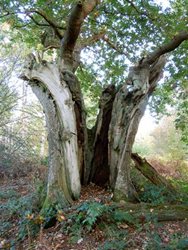What is a veteran ancient tree and why are they important?
