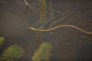 Grass snake by Terry Whittaker/2020VISION