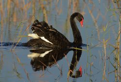 Are black swans a native species?