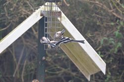 Is it important to keep bird tables and bird feeders clean?