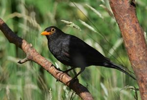 Blackbird, by Elizabeth Dack