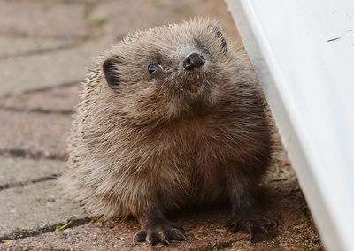Hedgehog exploring the garden by Elizabeth Dack