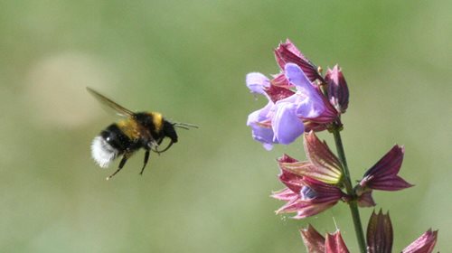 Garden-bumblebee-Julian-thomas