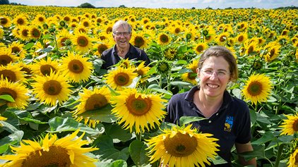 Sunflowers power £2 million for nature’s recovery