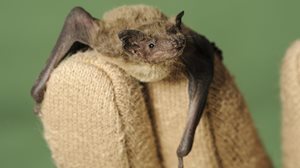 Nathusius' Pipistrelle bat, credit Terry Whittaker 2020VISION