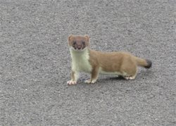 How do you tell a stoat from a weasel?