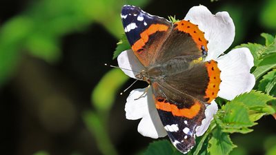 Red admiral, Paul Taylor