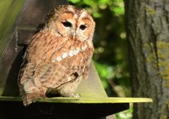 Tawny owl by Elizabeth Dack