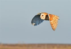 Where can I see barn owls in Norfolk?