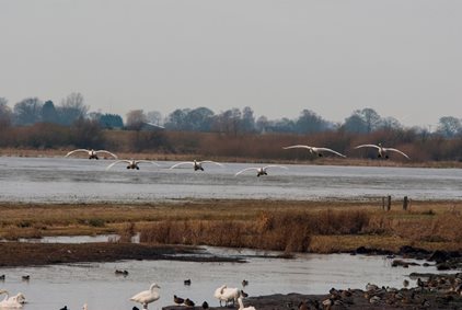 A New Direction: Starting Small by Creating Norfolk Wetlands