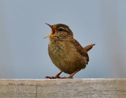 Do female birds sing?