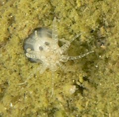 Starlet Sea Anemone 