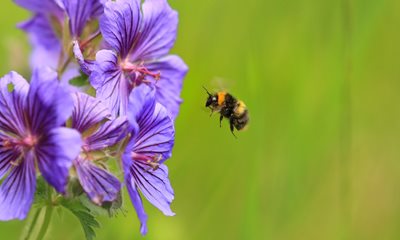 Early bumblebee, by Jon Hawkins – Surrey Hills Photography