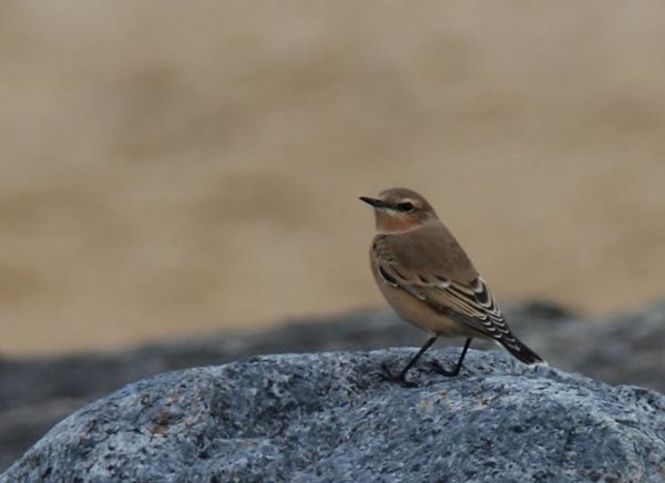 A wheatear's journey and the journey to sustainability
