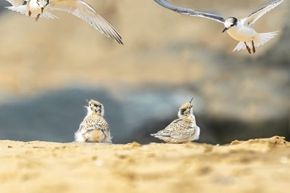 Working together to protect our beach nesting birds this summer
