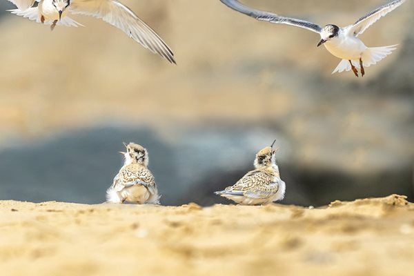 Working together to protect our beach nesting birds this summer