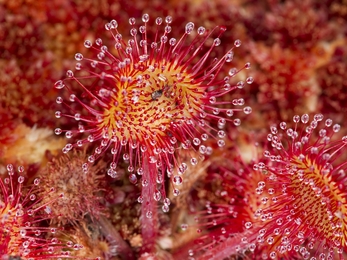 Round-leaved Sundew