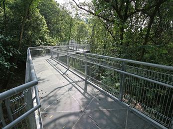 A metal aerial walkway in the canopy of a woodland
