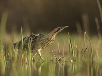 A bittern on a sunny day walking through water and reeds