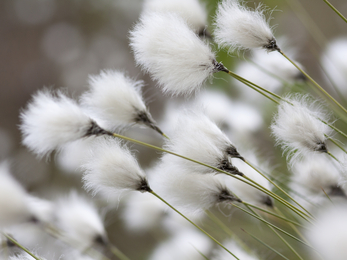 Cotton grass - long green stems with fanned out cotton fluff at the top. It's like a fluffy paintbrush. 