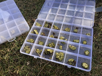 A plastic box with square sections filled with small scrambled egg lichen transplants.