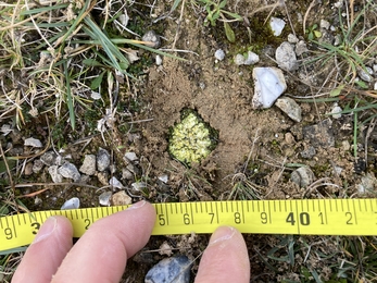 Scrambled egg lichen transplanted in the ground, with a hand and a measuring tape beneath it.